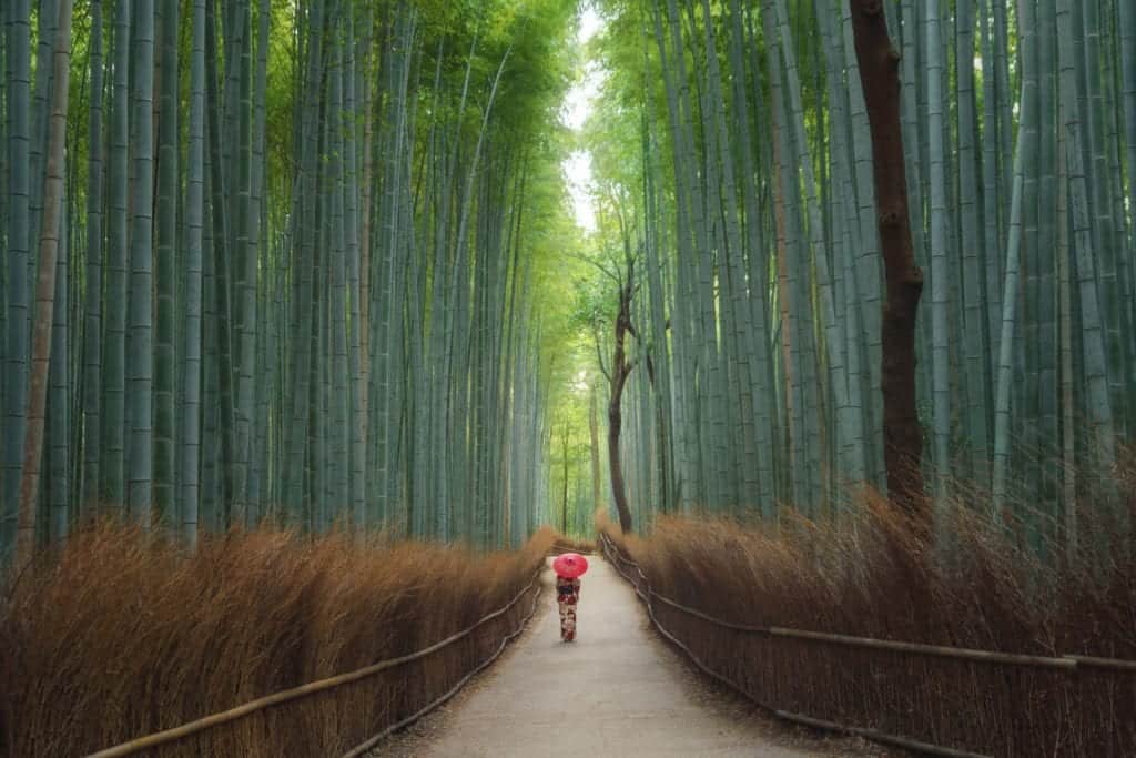 Girl walkin in kimono among big bamboo trees at bamboo forest, kyoto.