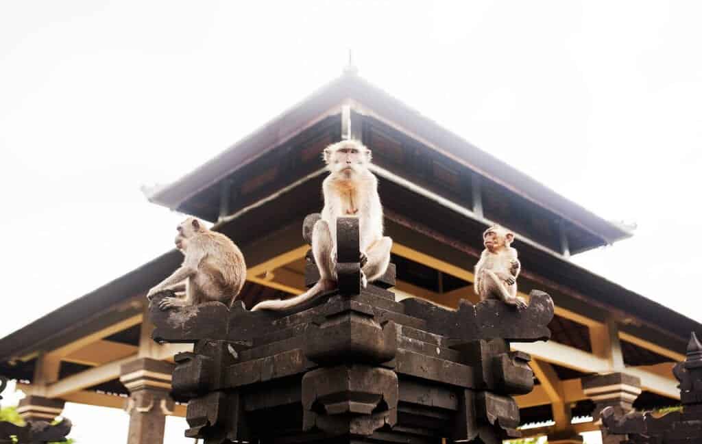 Apor vilar på staty.