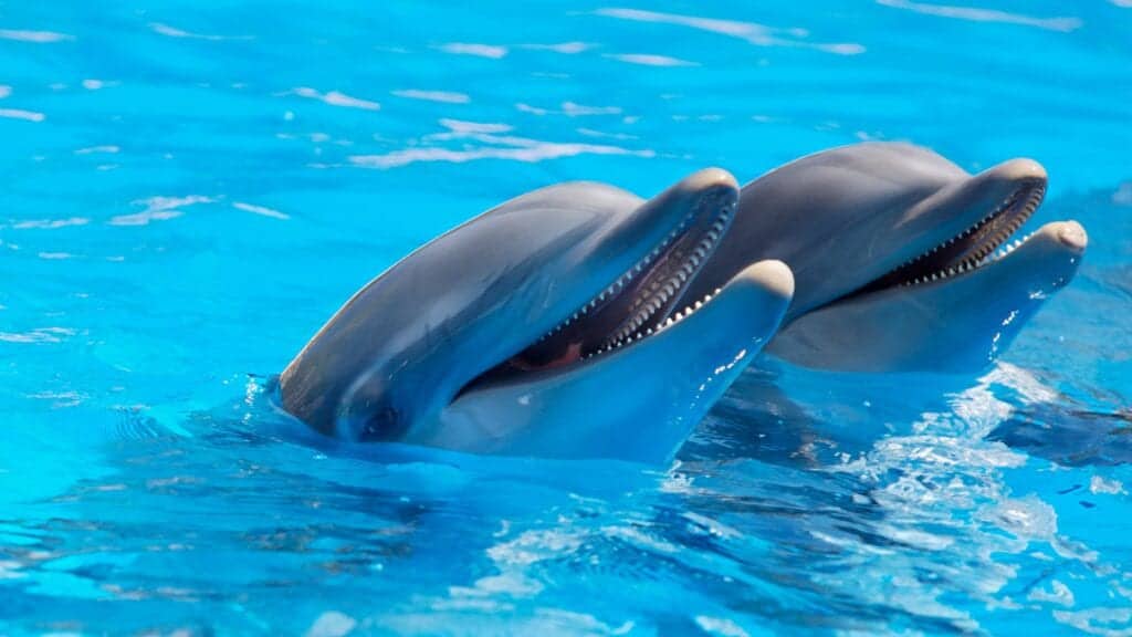 Två delfiner i pool.