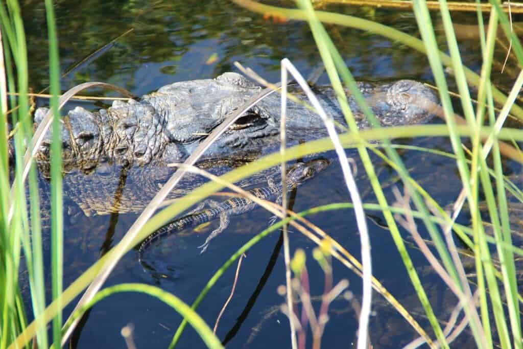 Alligator unge med sin mamma.