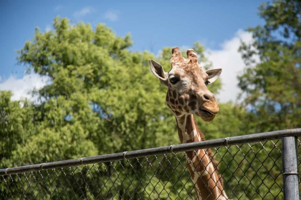 Zoo med giraff.