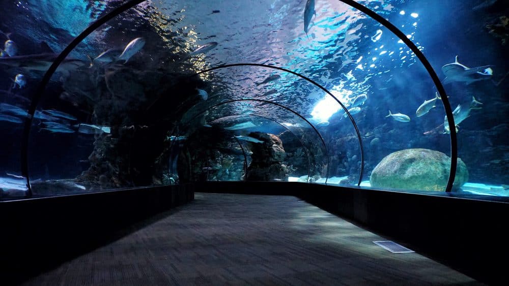 Glastunnel under akvarium.