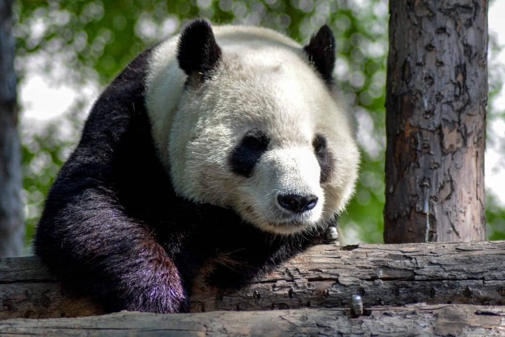 Panda lutar sig mot staket.
