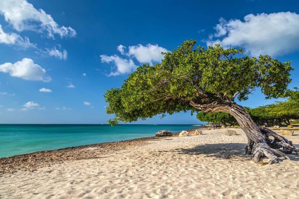 Snedt växande träd på en strand.