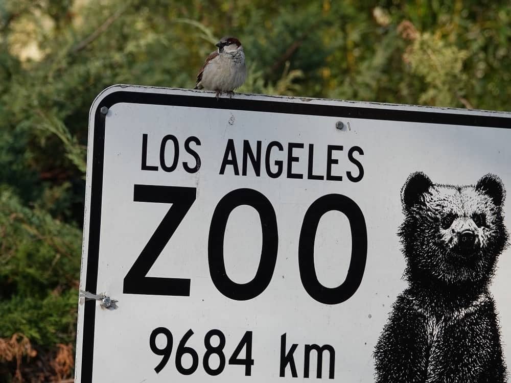 Los Angeles zoo in griffith park.