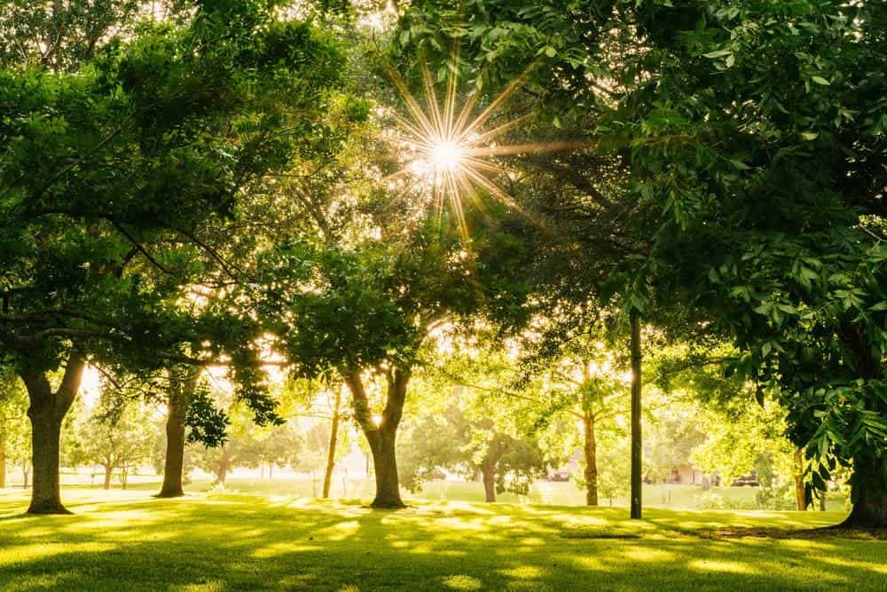 Solen skiner igenom vackra träd i en park.