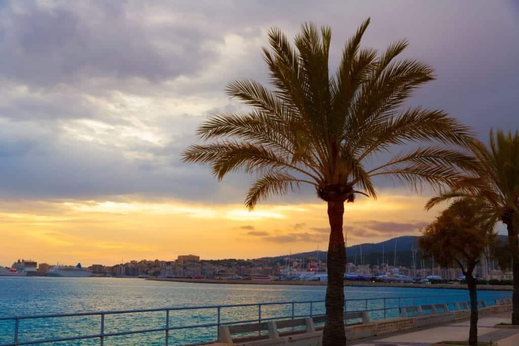 Two palmtrees looking out over the bay in Paseo Marítimo, palma de mallorca.