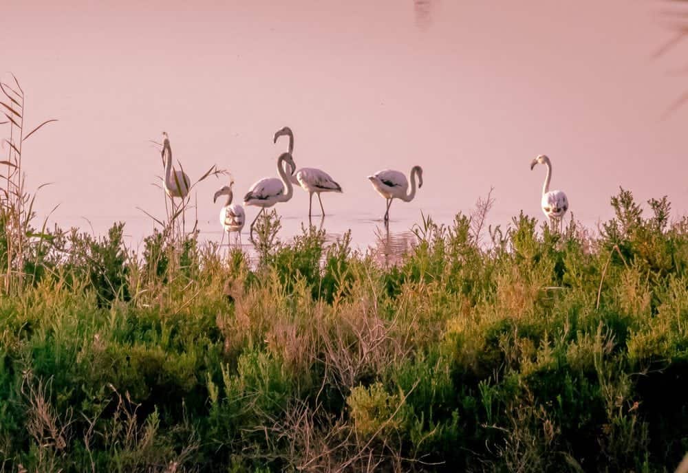 flamingos Torrevieja