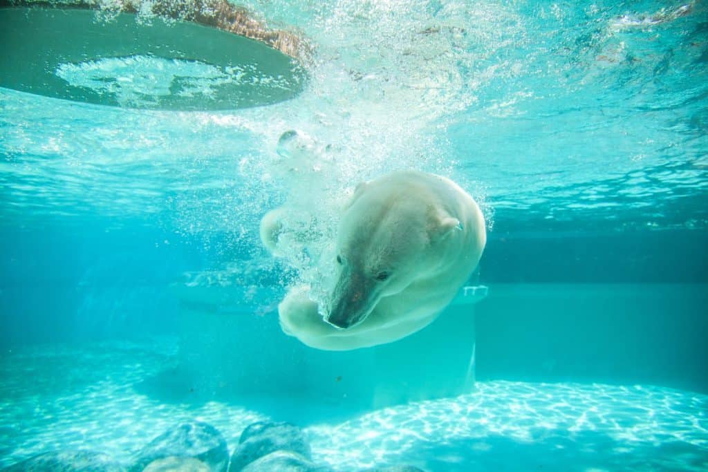 Isbjörn från Maruyama Zoo som simmar i vattnet.