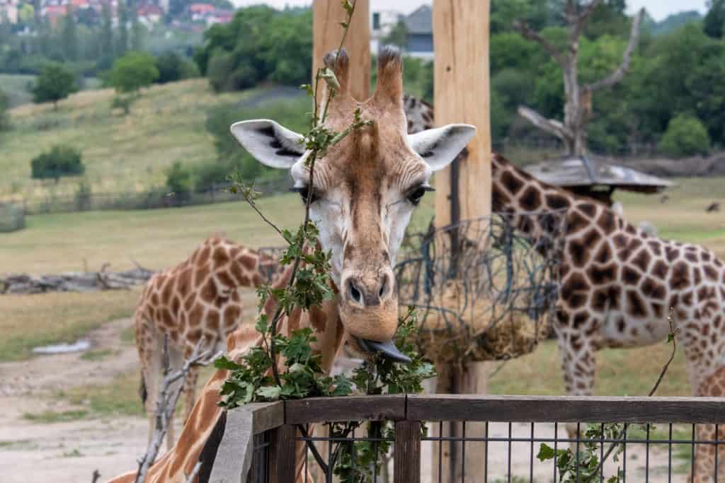 Giraff äter mat Zoo i Prag.