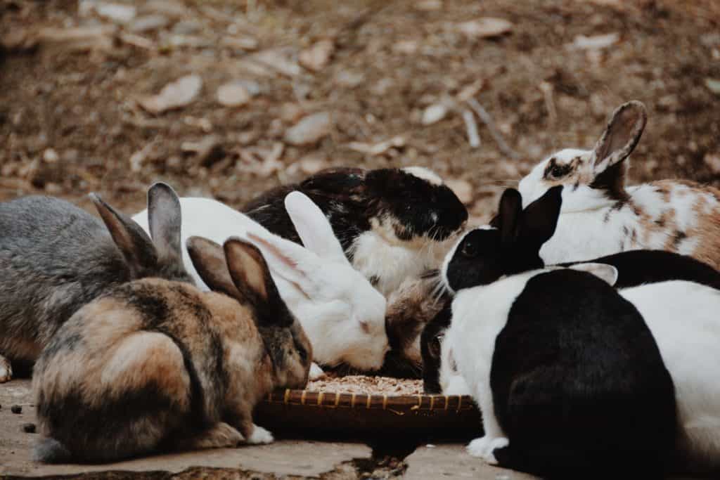 Kaniner äter mat tillsammans.