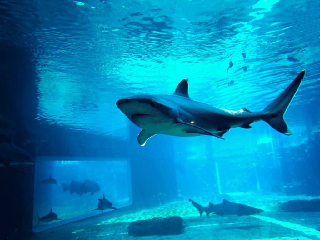 Stor haj simmar i en vattentank.