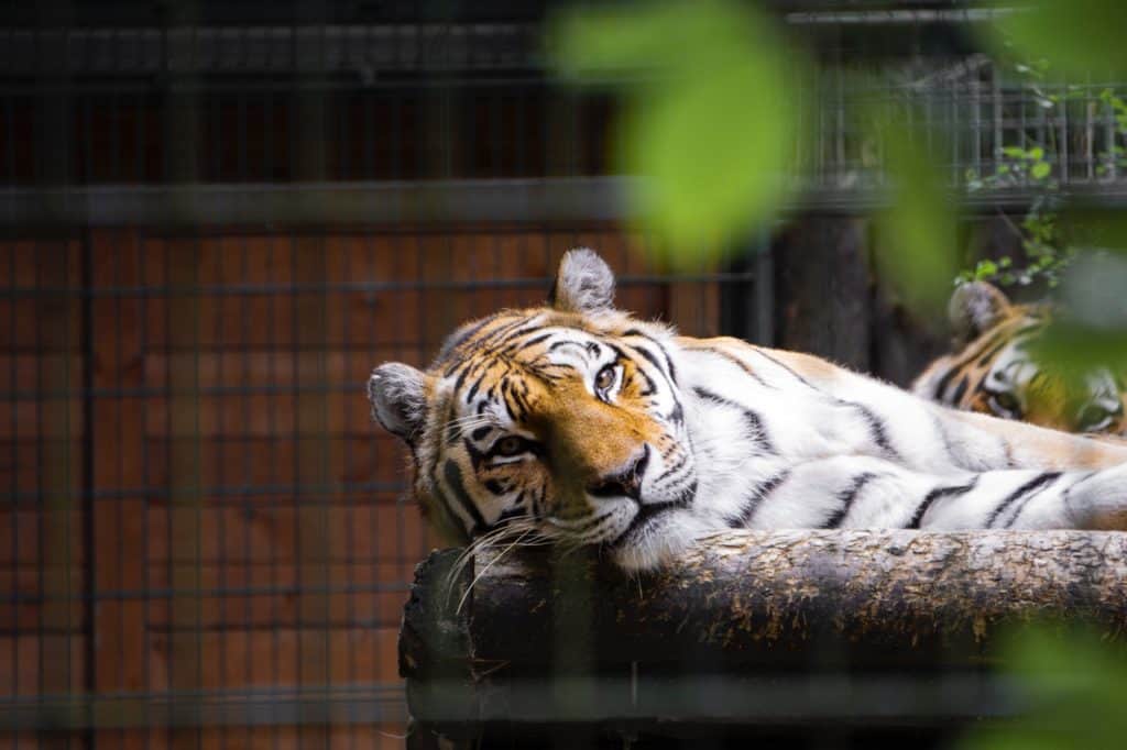 Tiger liggande zoo.