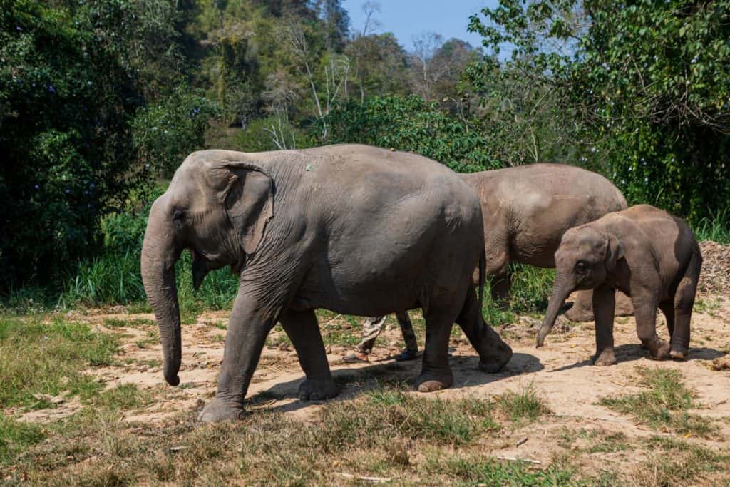 Phang Nga Elefant park i Khao Lak
