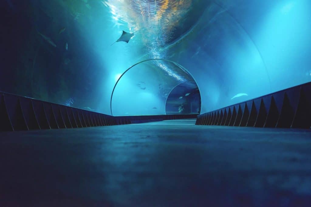 Tunnel under vatten akvarium zoo.