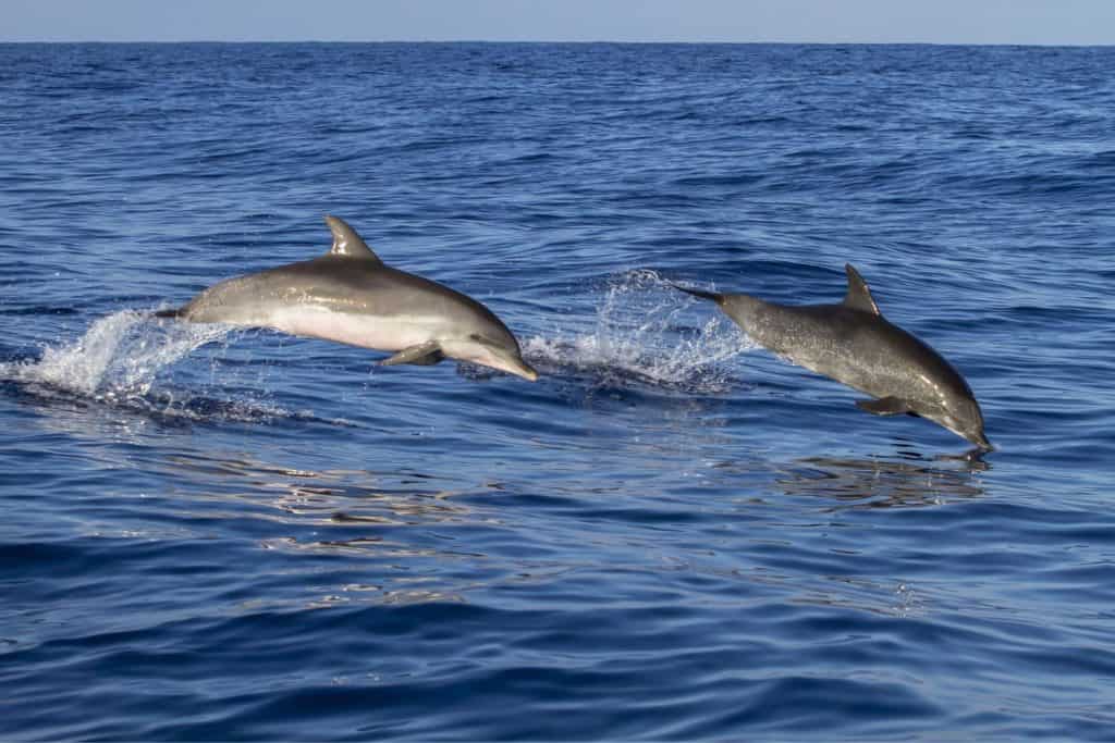 Delfiner simmar hav.