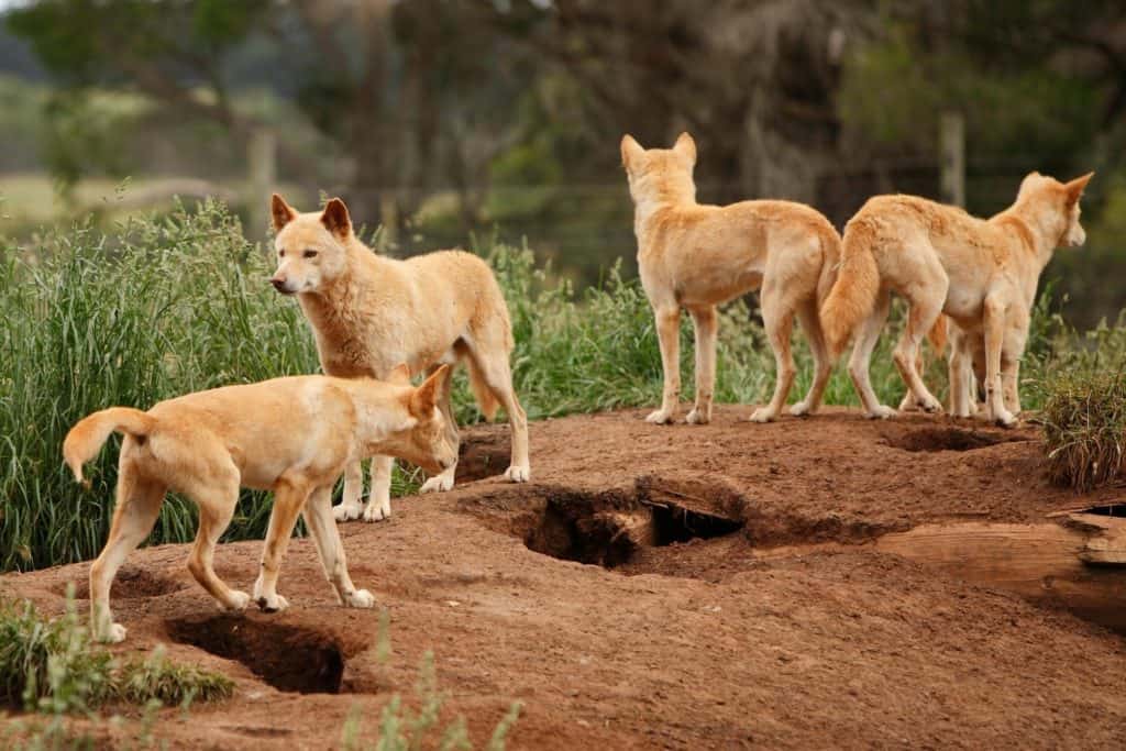 Dingos djurpark.