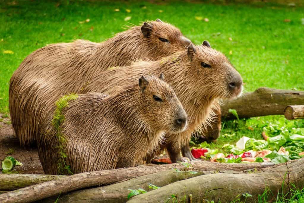 Vattensvin kapibara