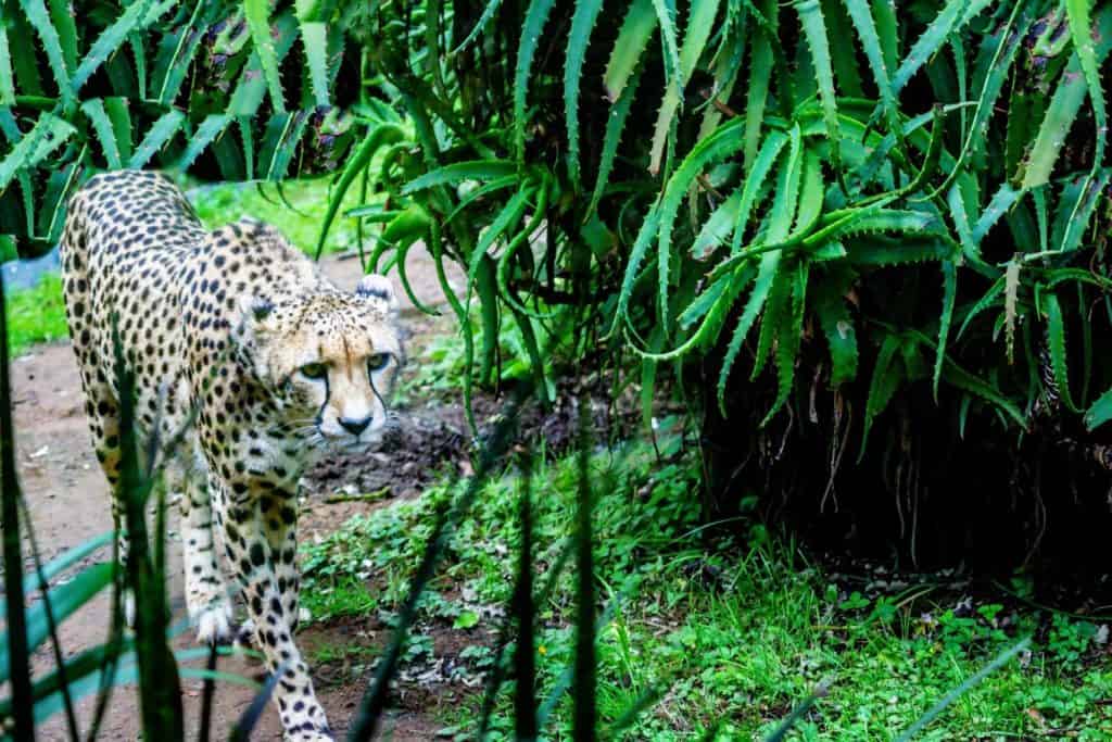 Leopard smyger växter.