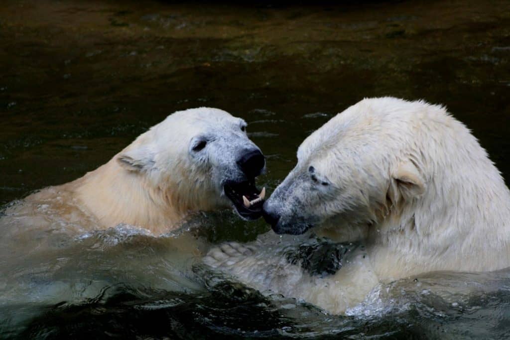 Isbjörnar leker vatten HIMEJI CITY ZOO
