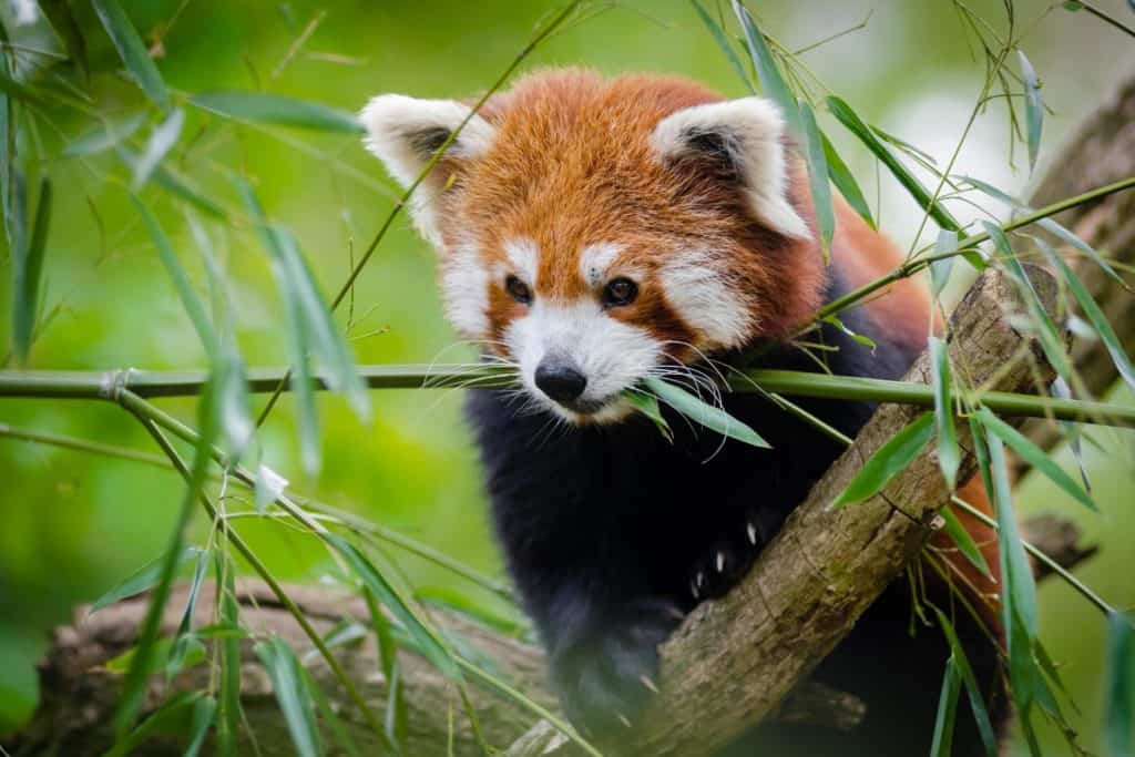 Röd panda zoo