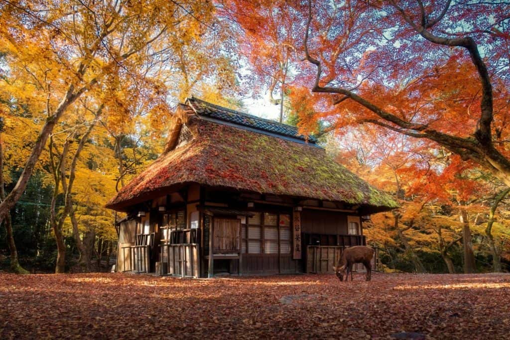 Nara rådjur tempel i Japan