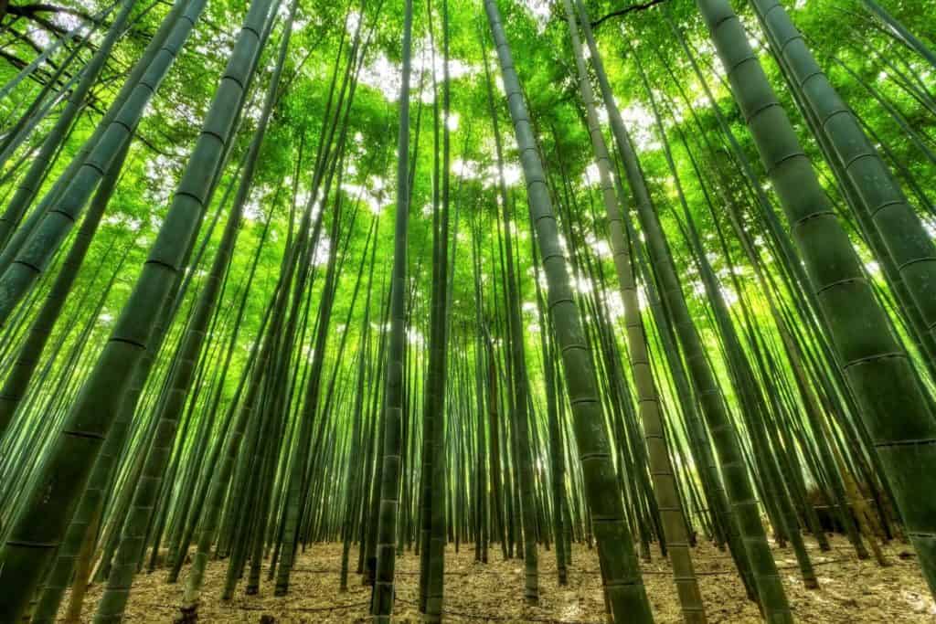 Bambuskog yokohama