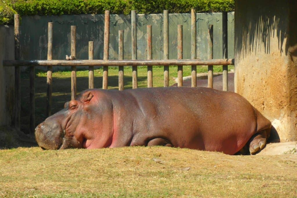 Flodhäst sover zoo.