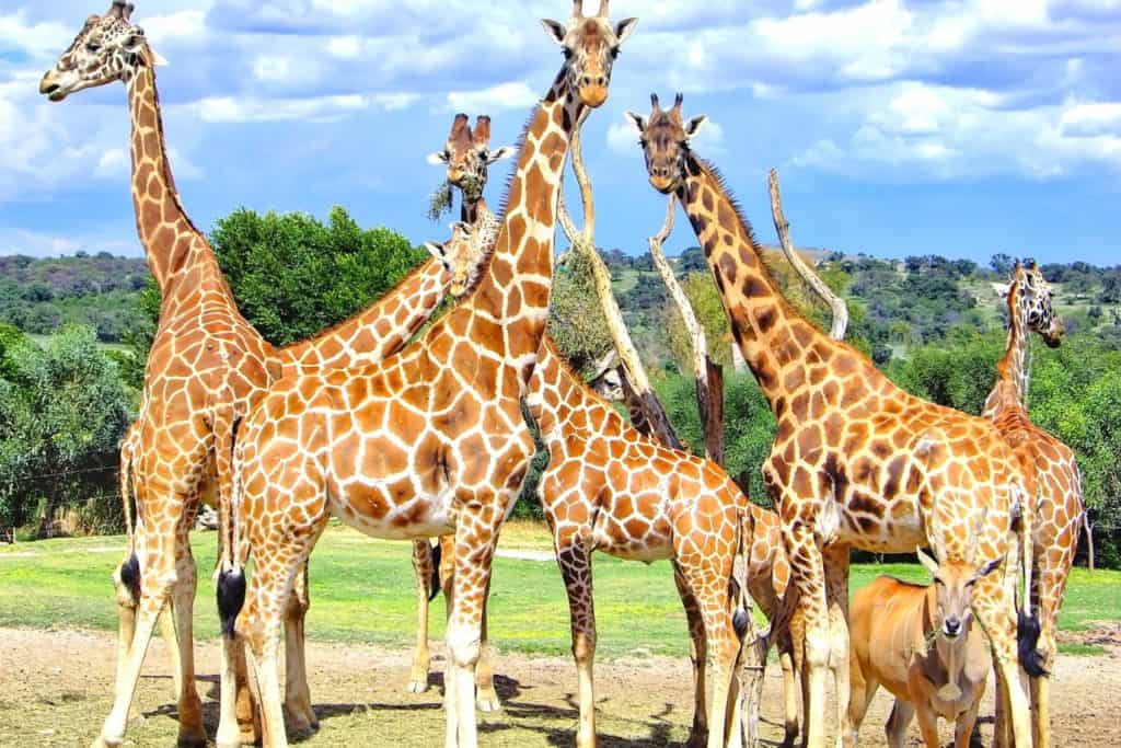 Giraffer zoo djurpark.
