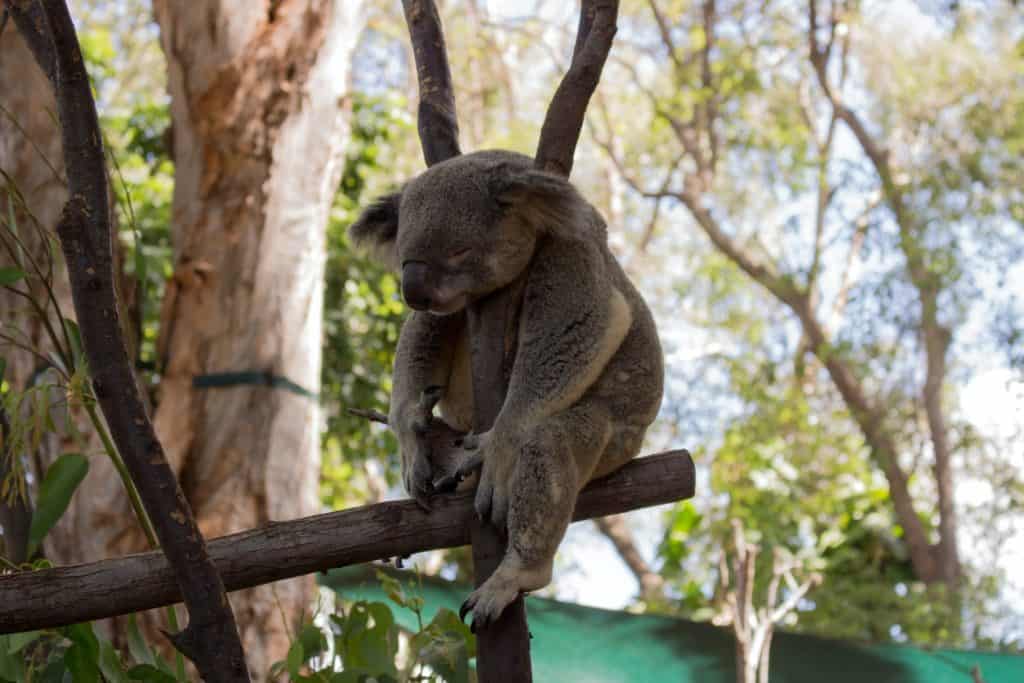 Koala sover träd.