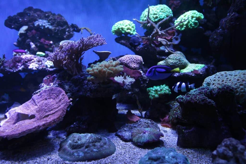 Fiskar akvarium korall.