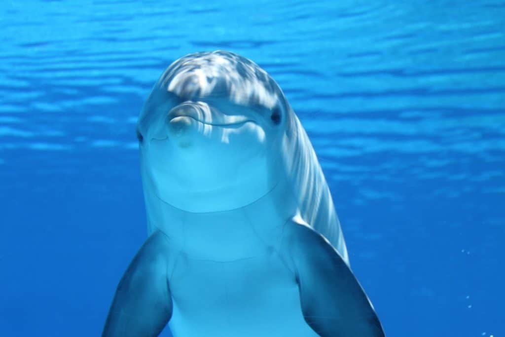 Delfin vatten.