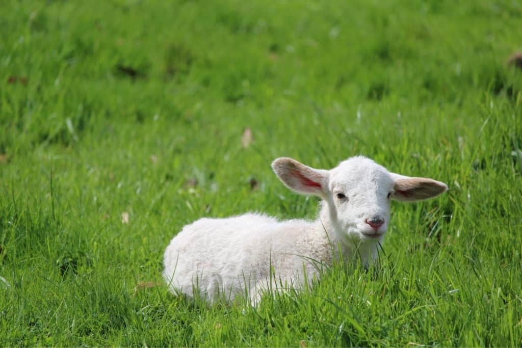 Vitt lamm gräs