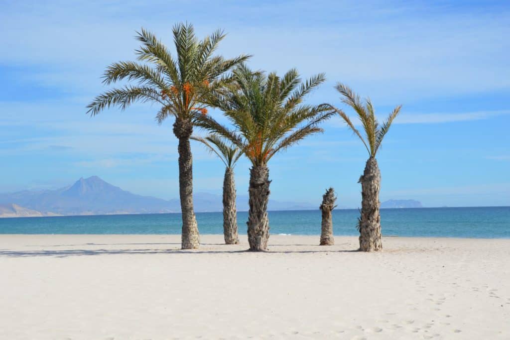 palmer på stranden