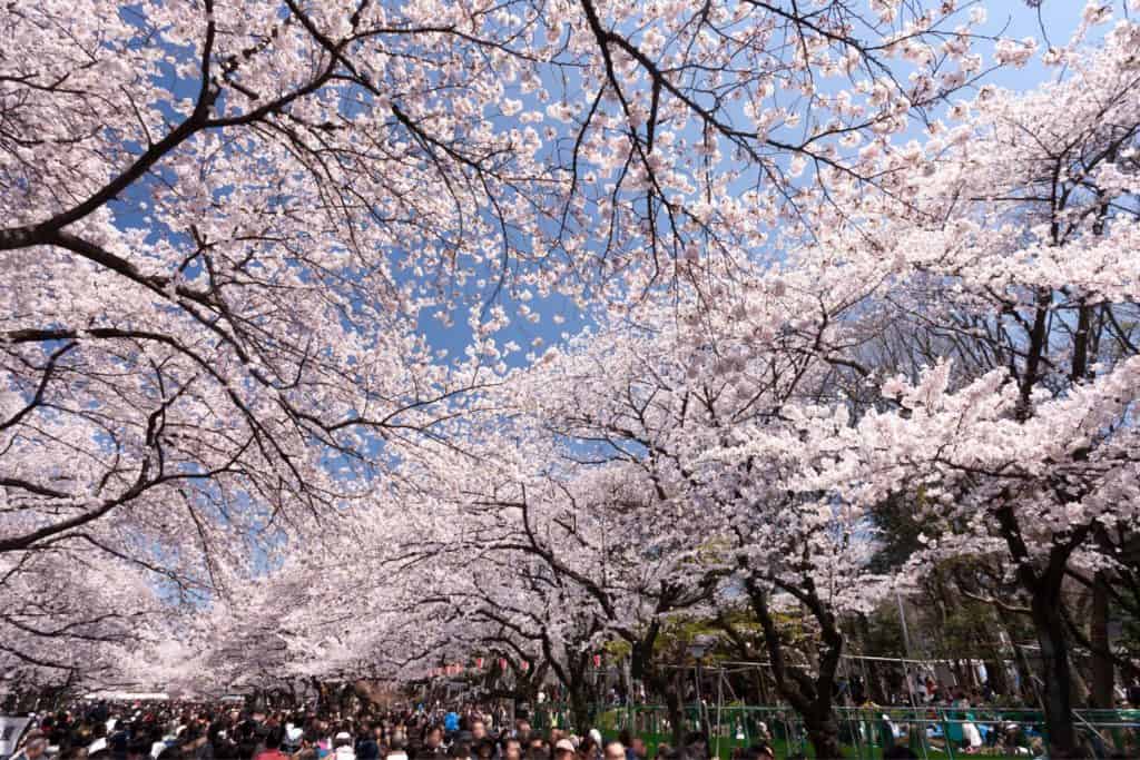 Sakura träd i park