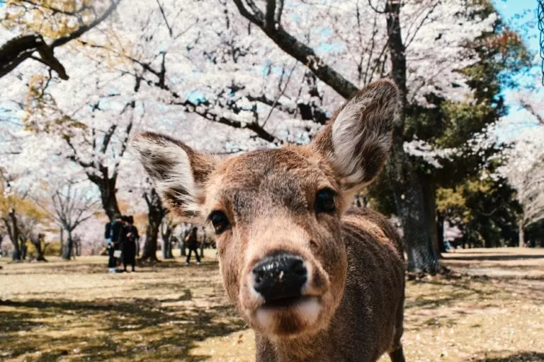 Rådjur Nara Park Osaka
