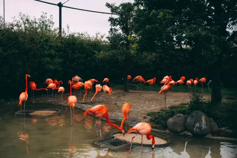 Flamingos zoo
